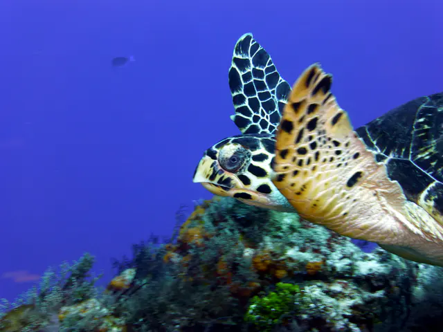 Underwater photograph by Joel Bergsma