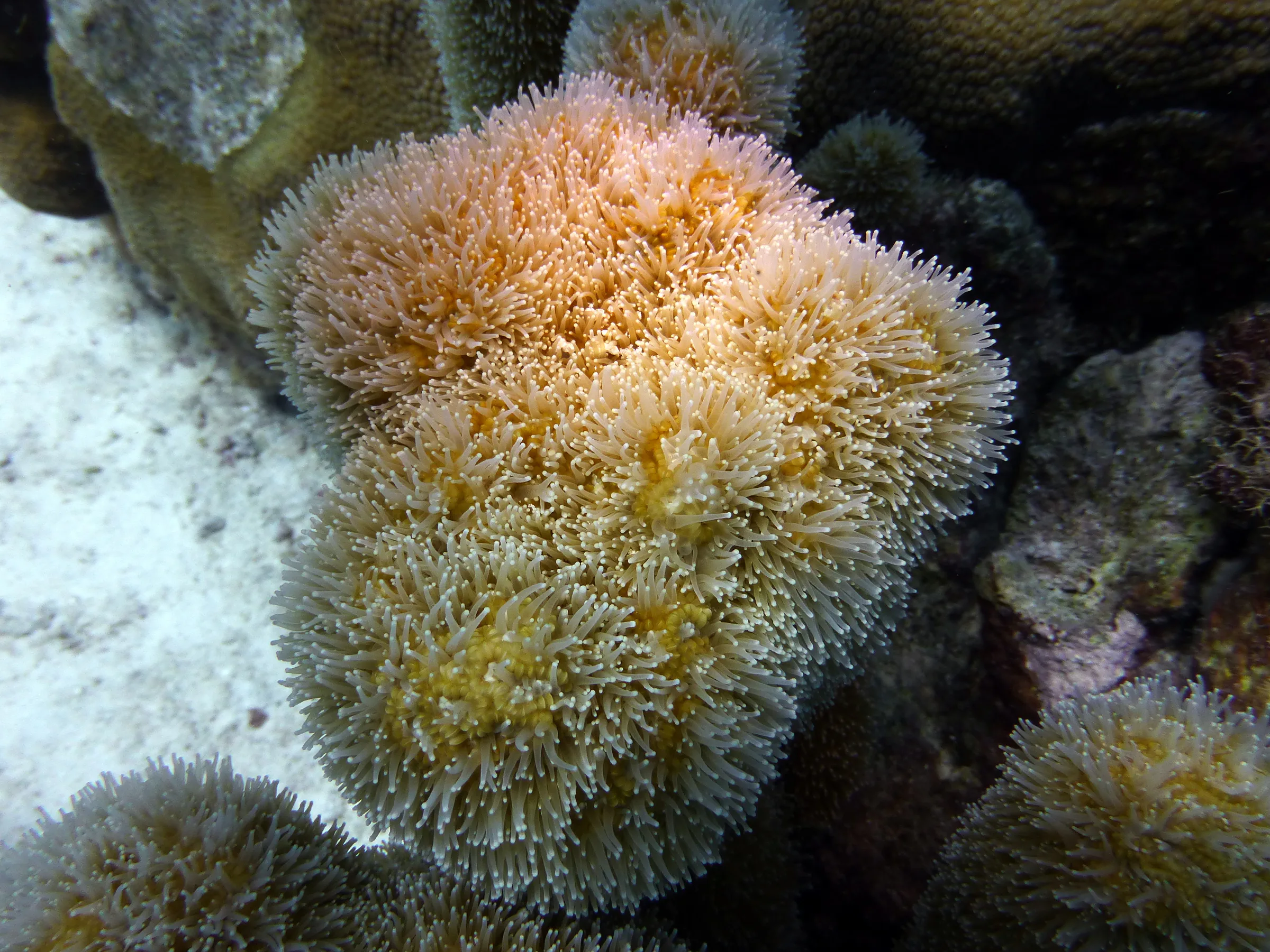 Soft Coral, Bonaire, 2013