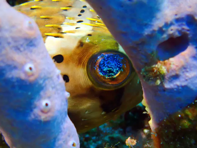Underwater photograph by Joel Bergsma
