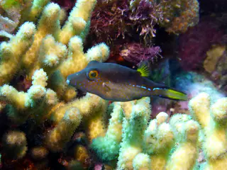 Underwater photograph by Joel Bergsma