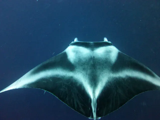 Underwater photograph by Joel Bergsma
