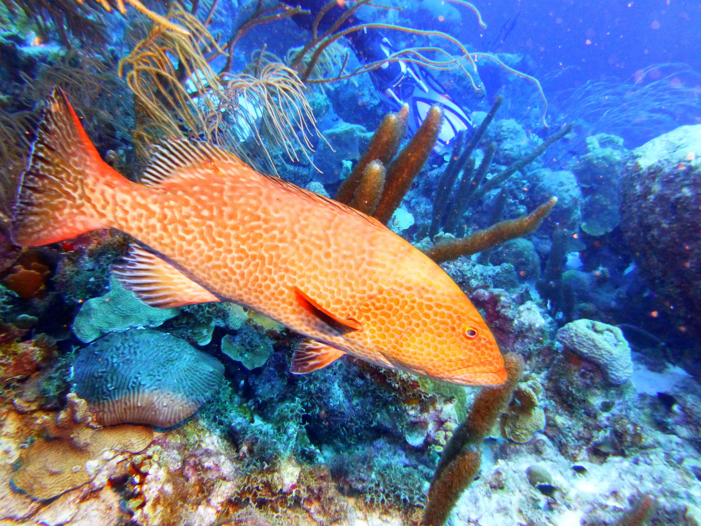 Bonaire underwater photograph, 2013