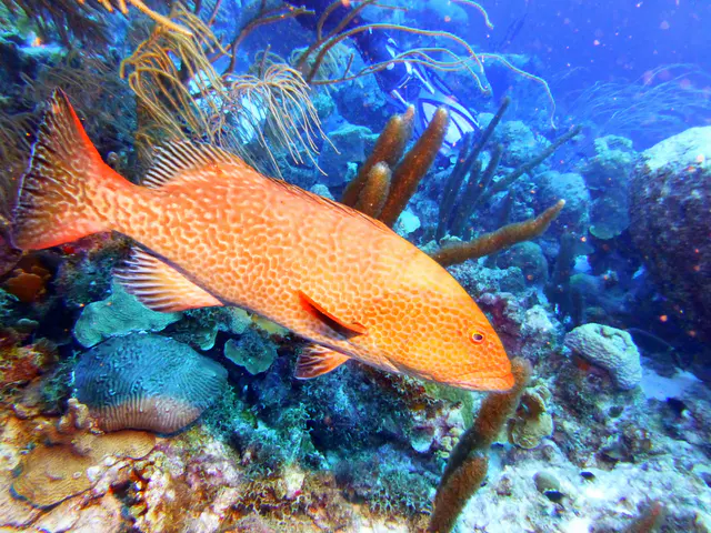 Underwater photograph by Joel Bergsma
