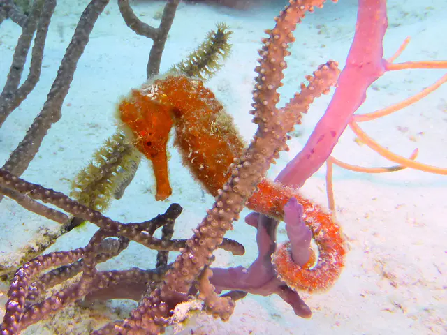 Underwater photograph by Joel Bergsma