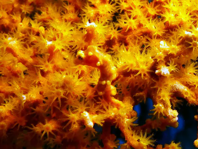 Underwater photograph by Joel Bergsma