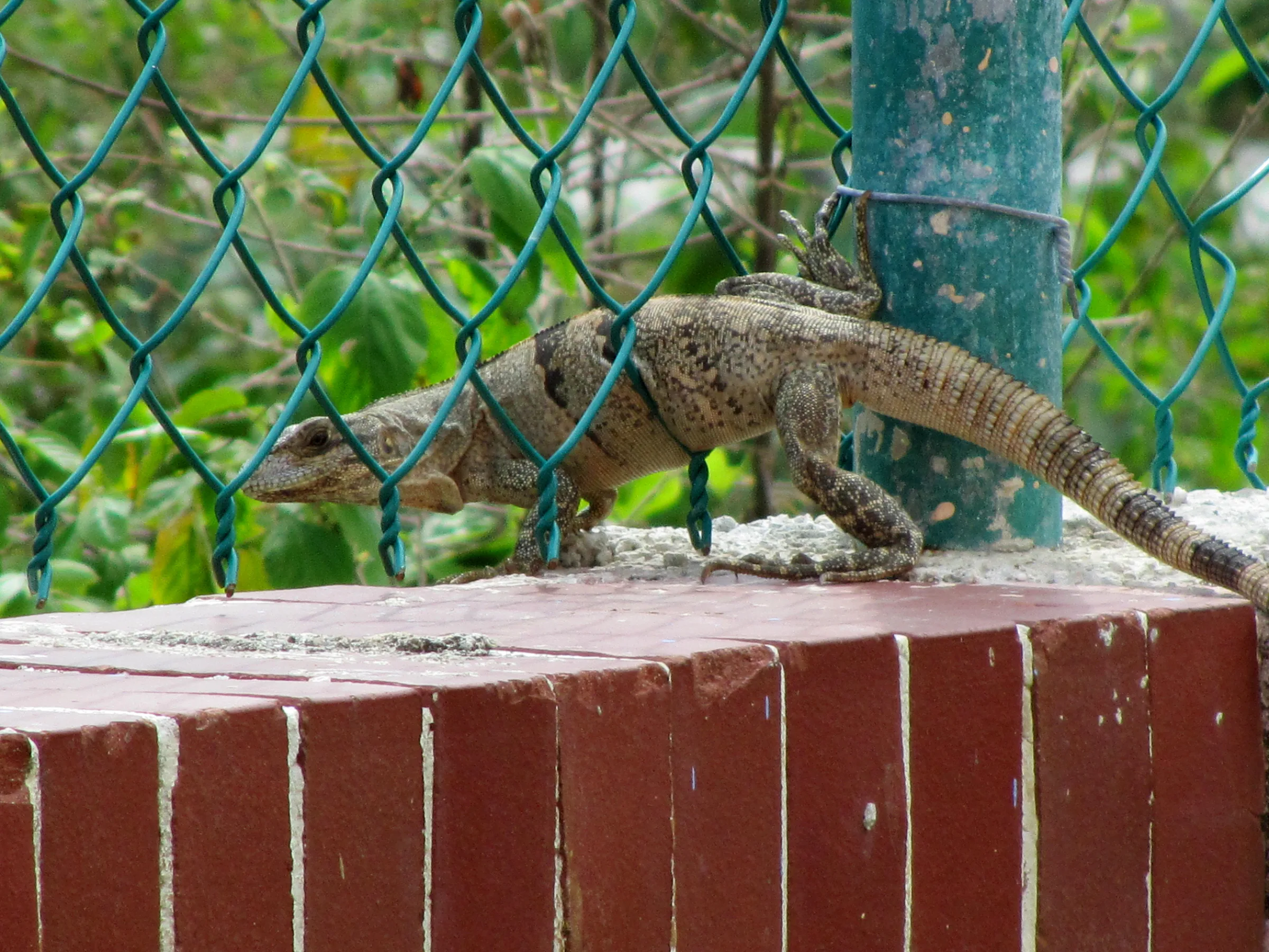 Iguana