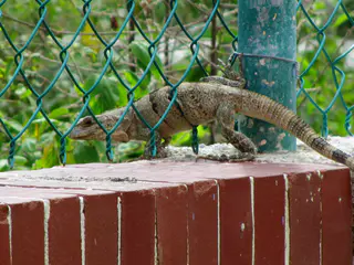 Iguana
