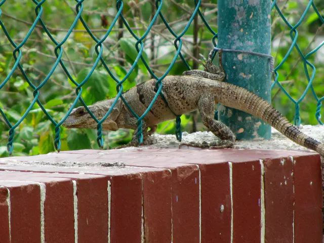 Iguana