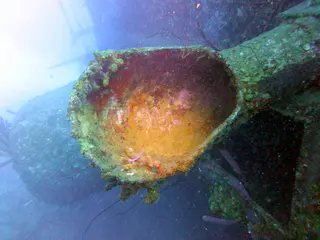 Underwater photograph by Joel Bergsma