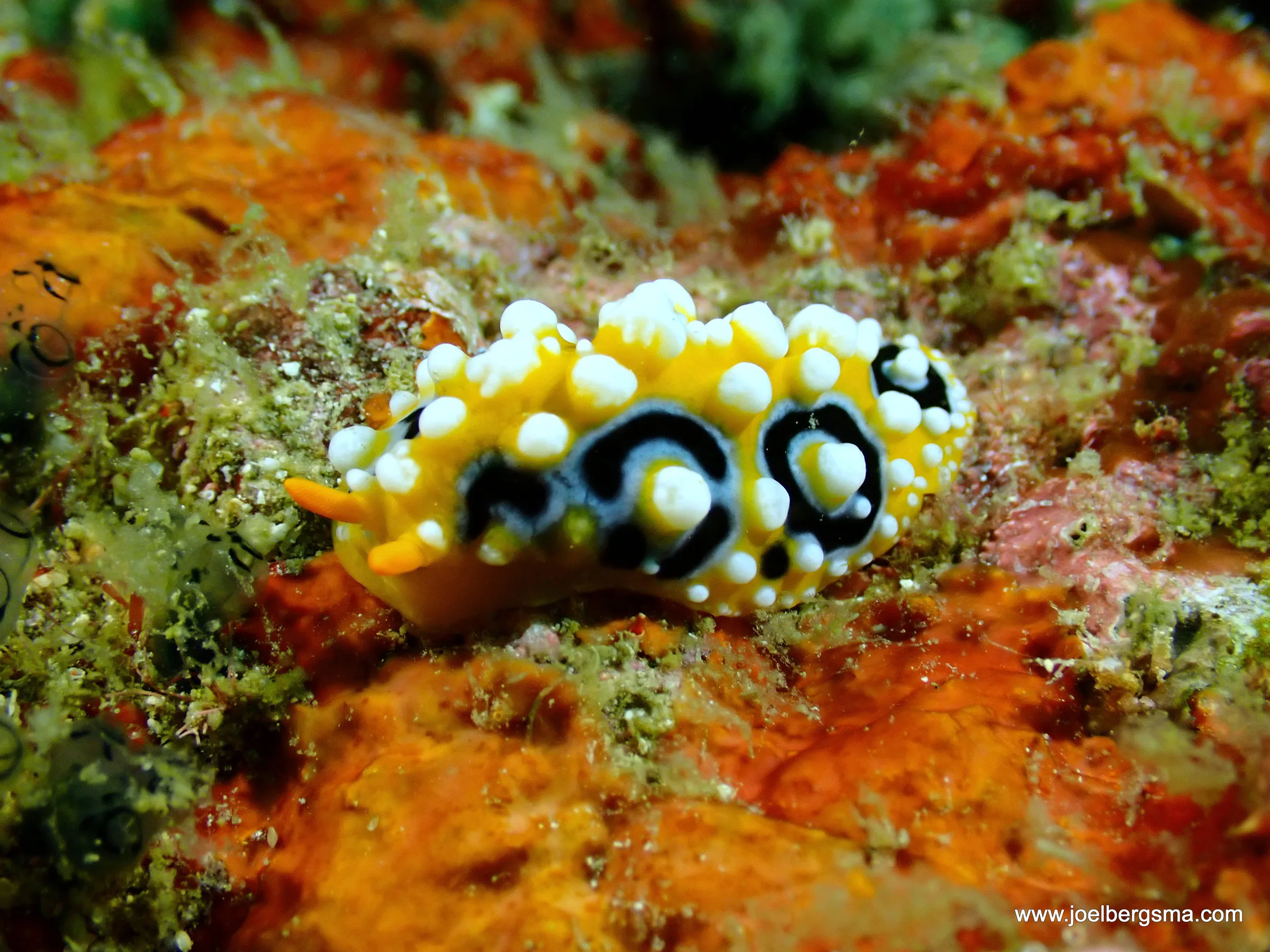 Philippines underwater photograph, 2022