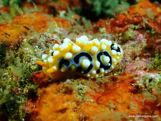Underwater photograph by Joel Bergsma