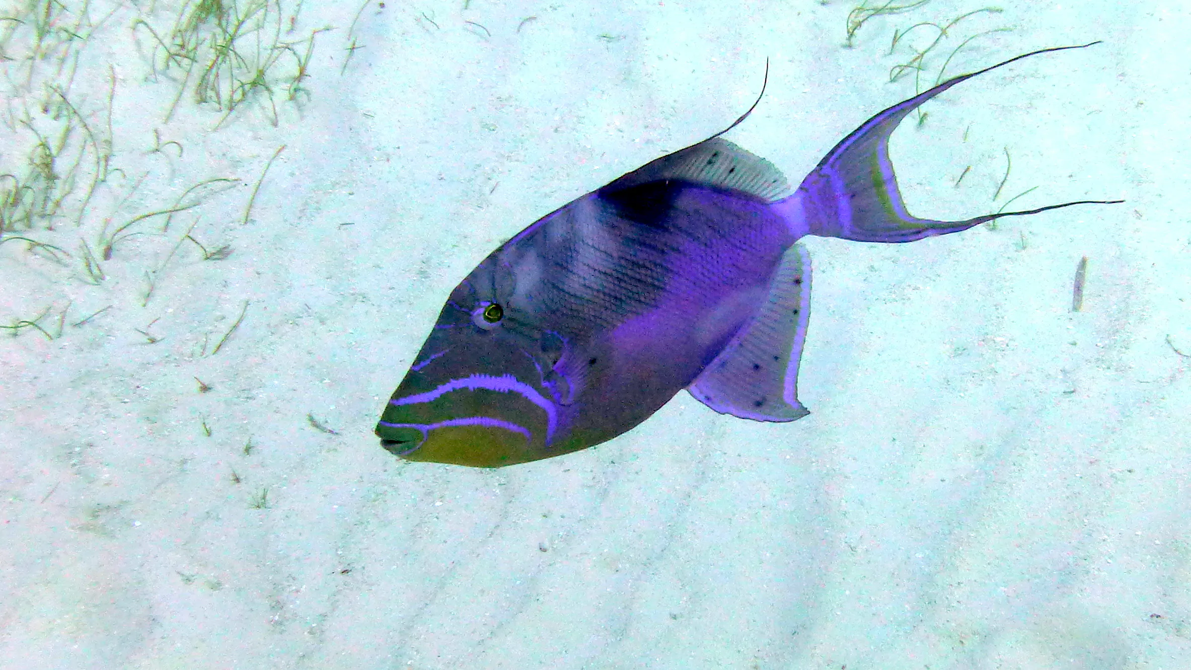 Queen Triggerfish, Belize, 2017