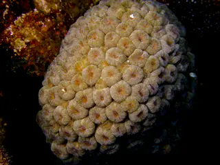 Underwater photograph by Joel Bergsma