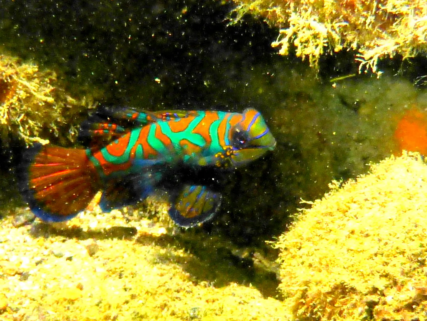 Mandarinfish, Palau, 2013
