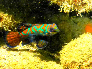 Underwater photograph by Joel Bergsma