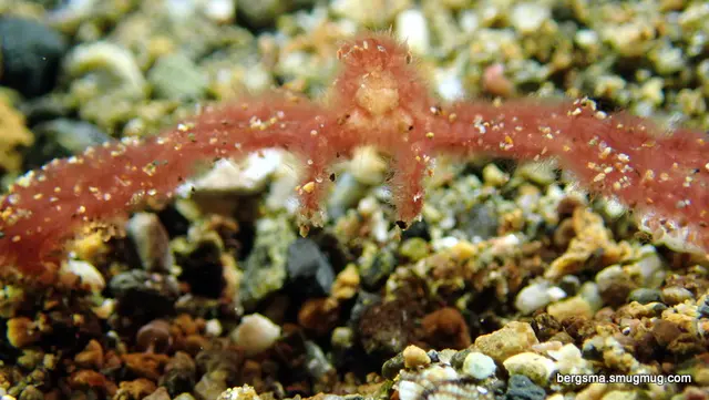Underwater photograph by Joel Bergsma