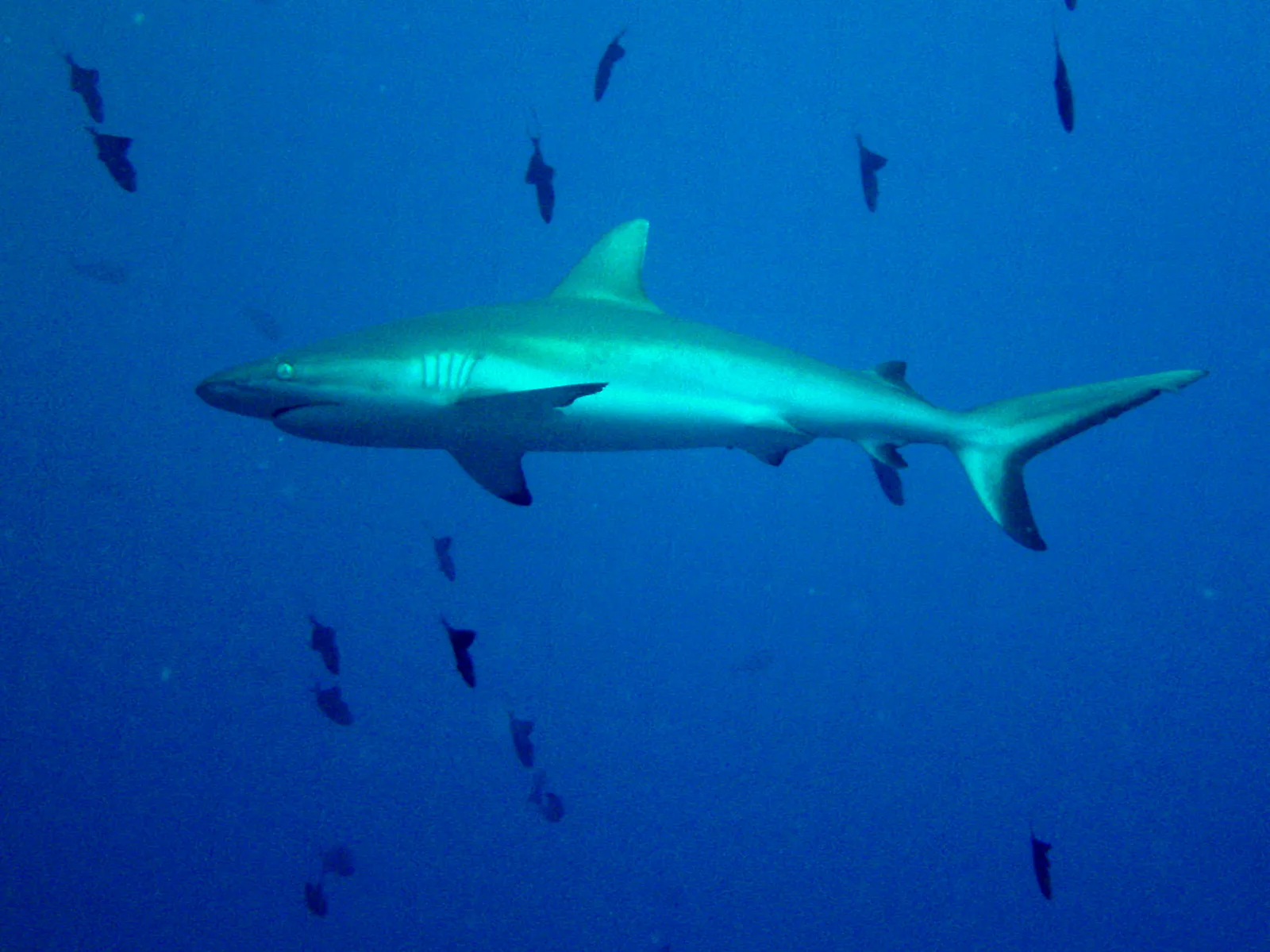 Grey Reef Shark.