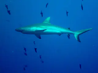 Grey Reef Shark.