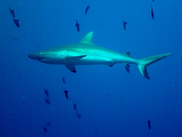 Grey Reef Shark.
