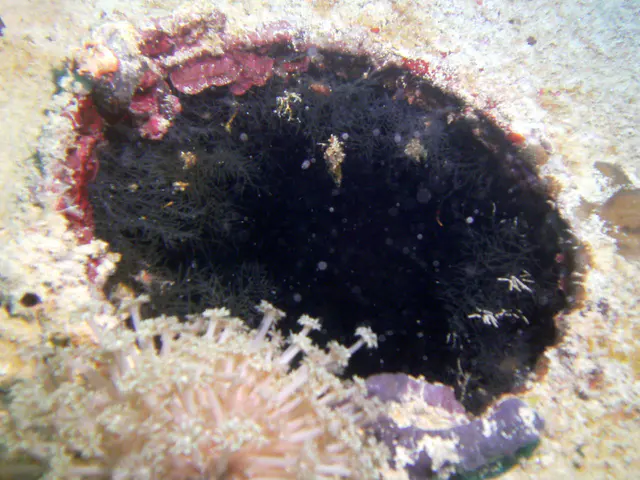 Another Porthole aboard the WWII Wreck Nagisan Maru.