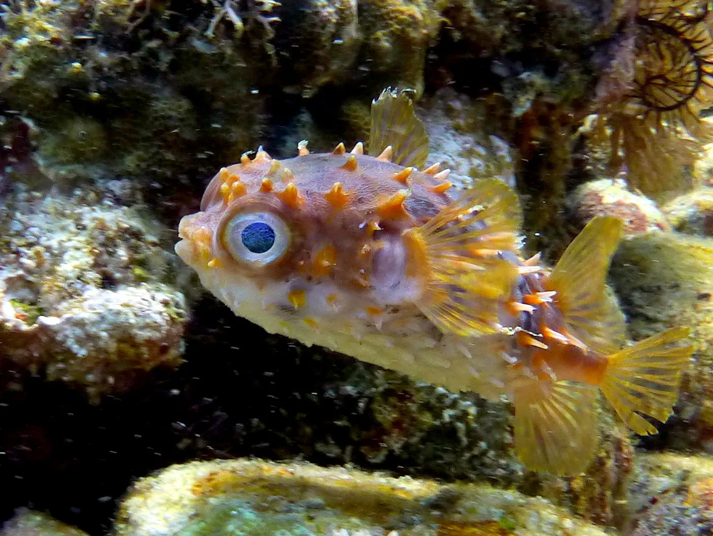 Porcupine Pufferfish, Philippines, 2014