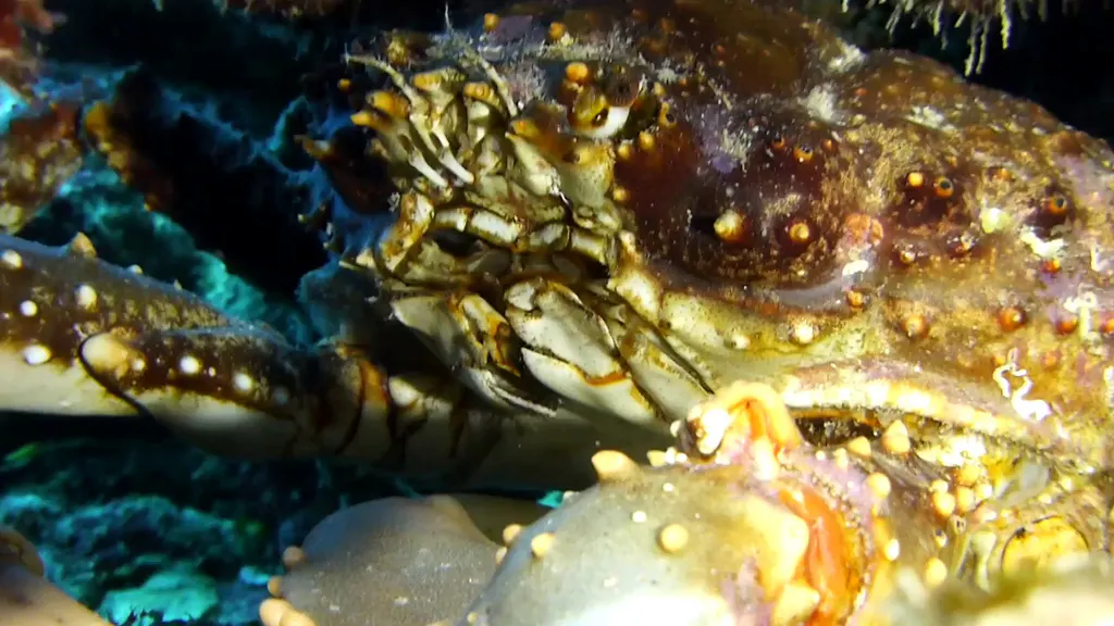 Channel Clinging Crab
