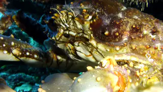 Channel Clinging Crab