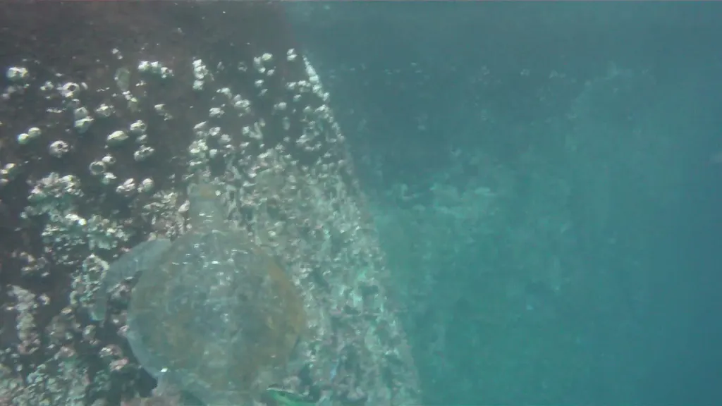 Turtles.  3 minute video.