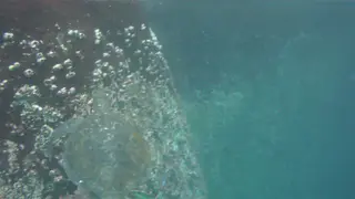 Turtles.  3 minute video.