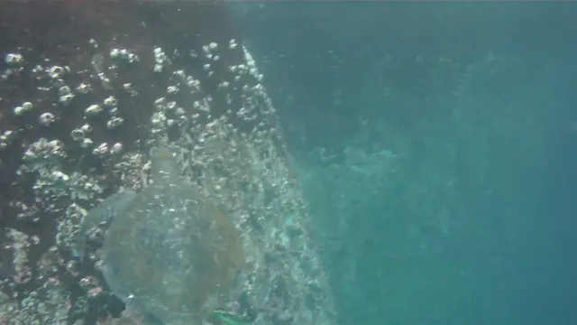 Turtles.  3 minute video.