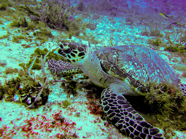 Hawksbill Turtle looks up.