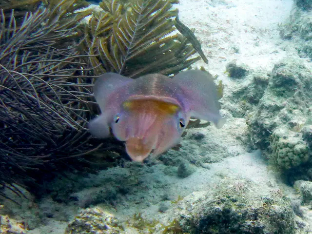 Underwater photograph by Joel Bergsma
