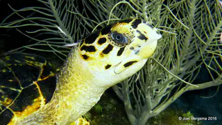 Underwater photograph by Joel Bergsma