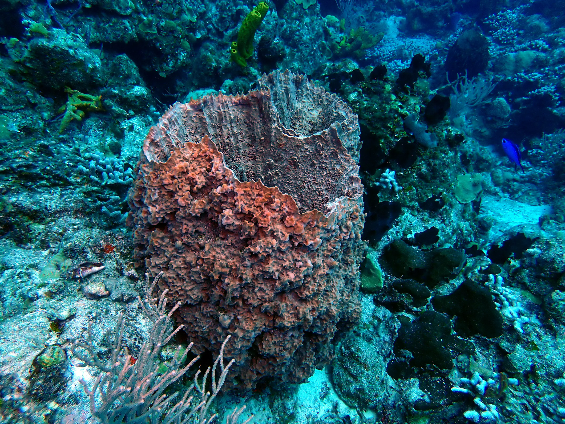 Cozumel underwater photograph, 2023