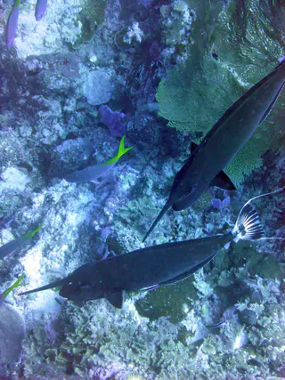 Unicornfish