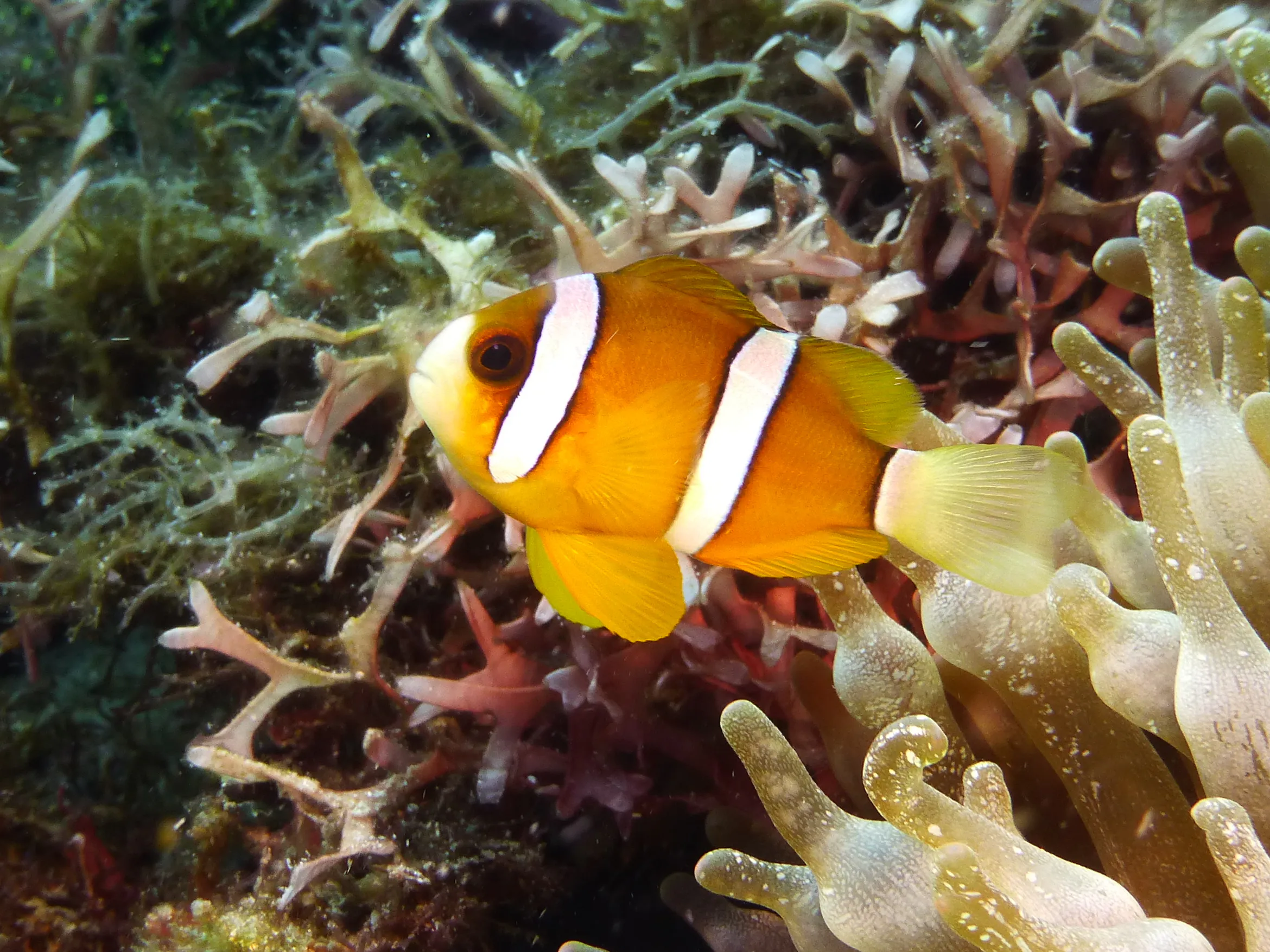 Anemonefish, Philippines, 2014