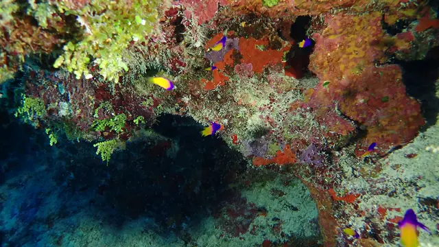 Underwater photograph by Joel Bergsma