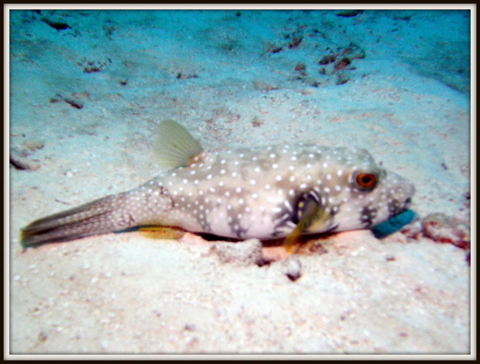 Puffer Fish at rest in the sand.