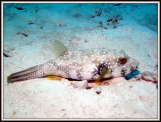 Puffer Fish at rest in the sand.