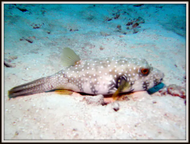 Puffer Fish at rest in the sand.