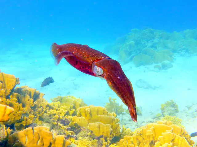 Underwater photograph by Joel Bergsma