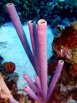 Underwater photograph by Joel Bergsma