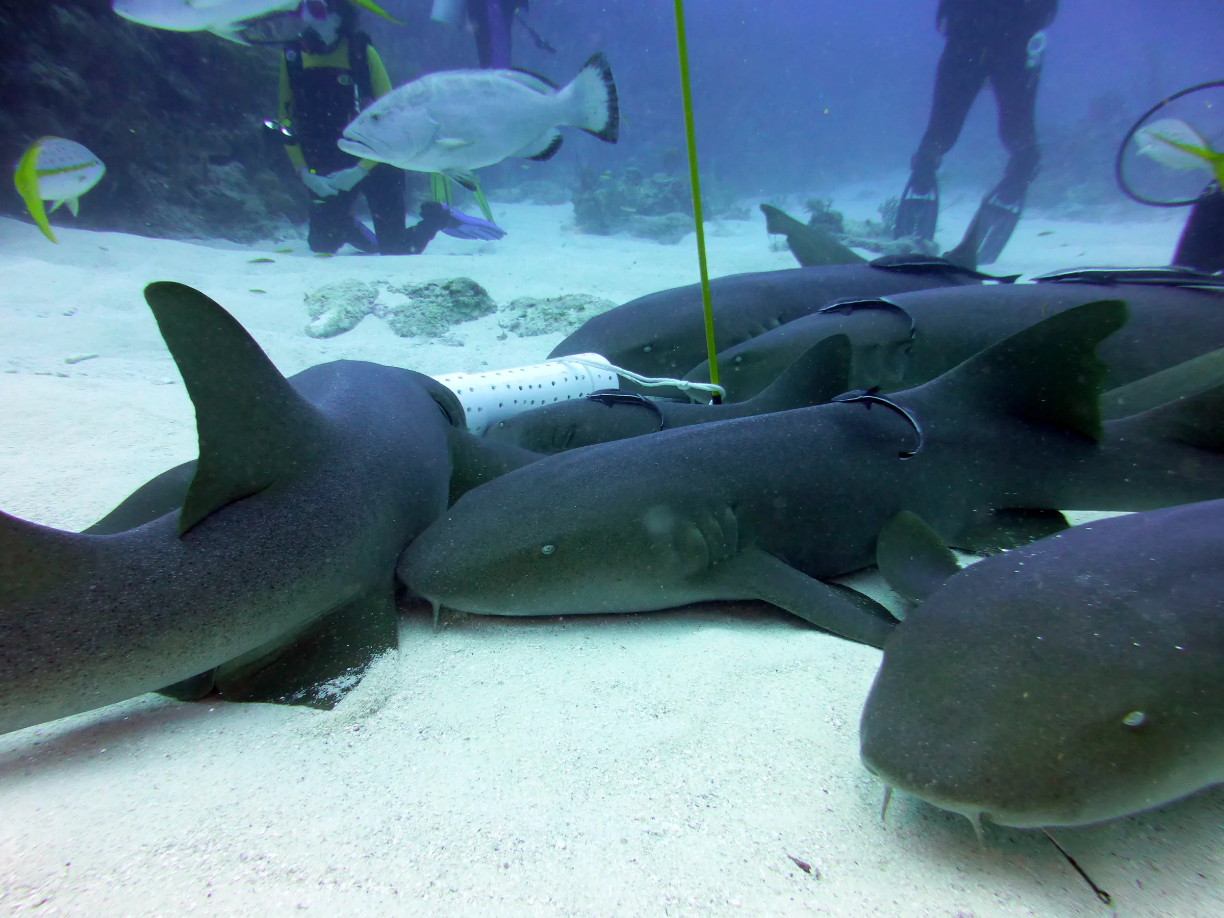 Nurse Shark, Belize, 2017