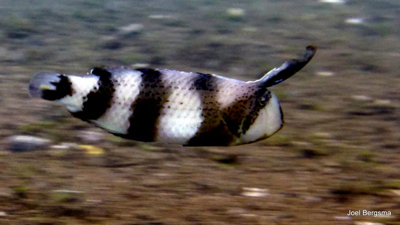 Underwater photograph by Joel Bergsma