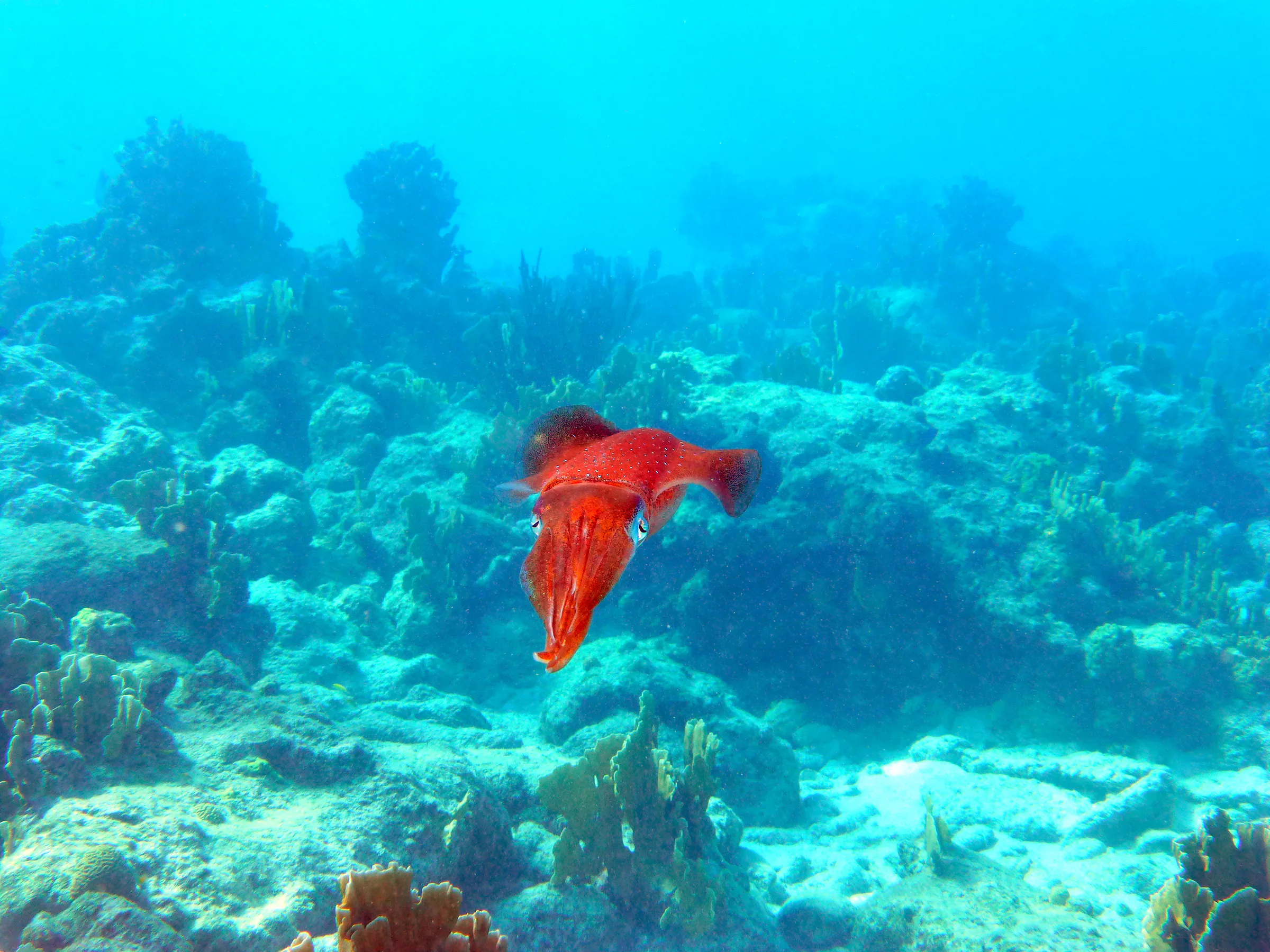 Reef Squid, Bonaire, 2013