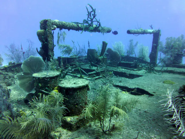 Underwater photograph by Joel Bergsma