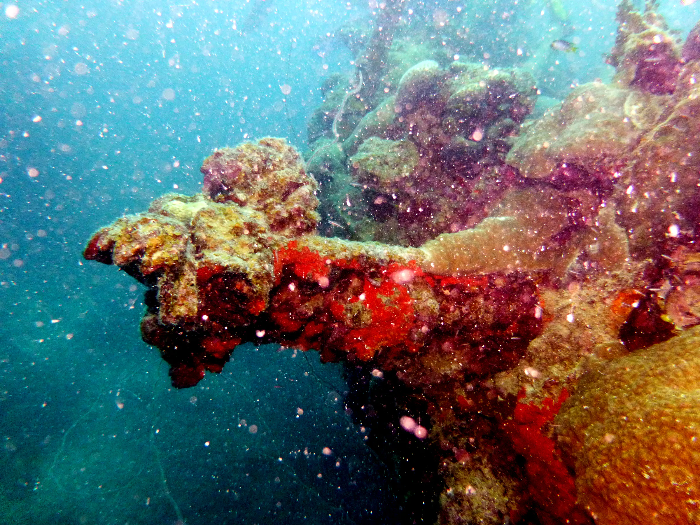 Palau underwater photograph, 2013
