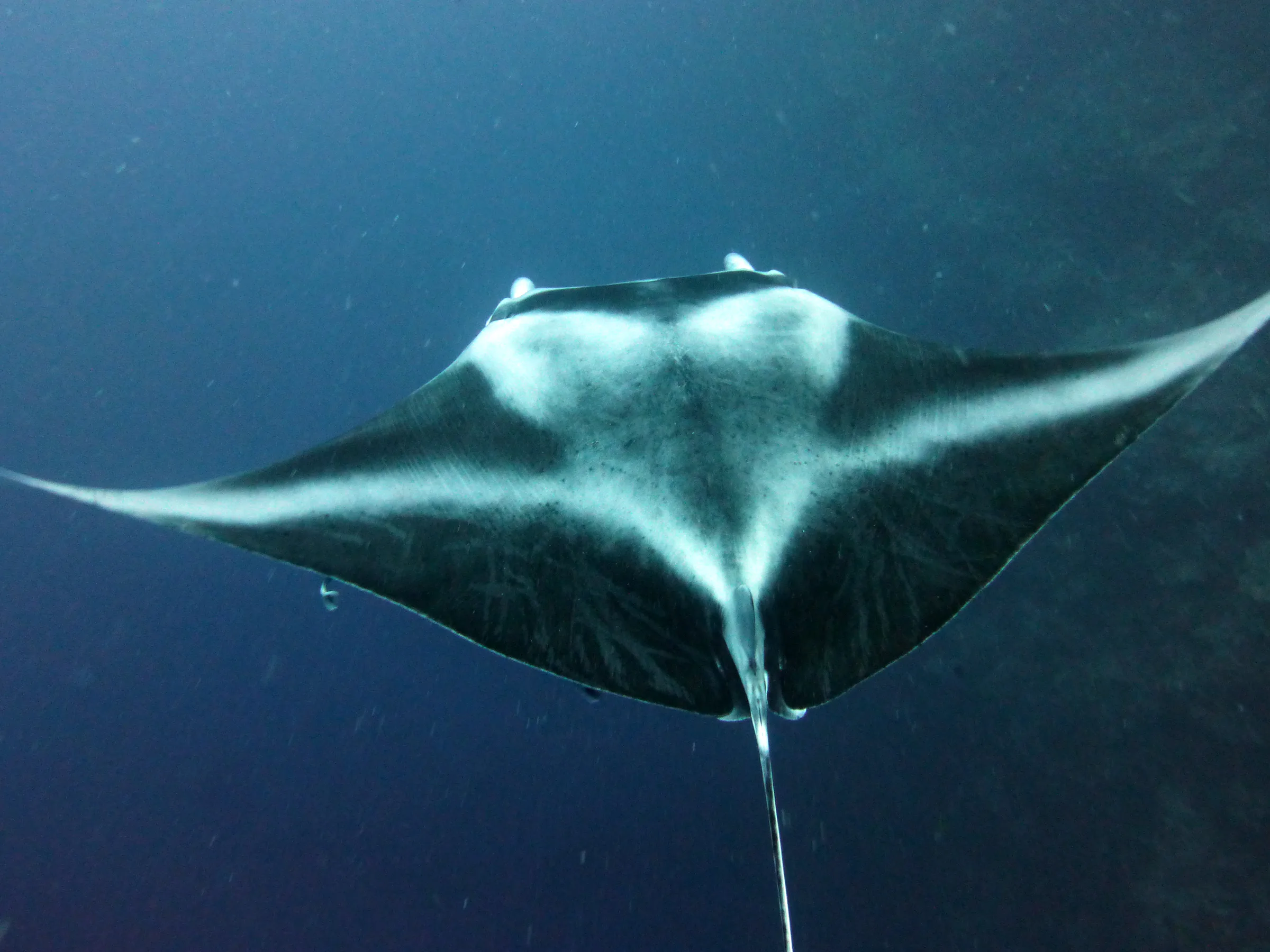 Manta Ray, Palau, 2013