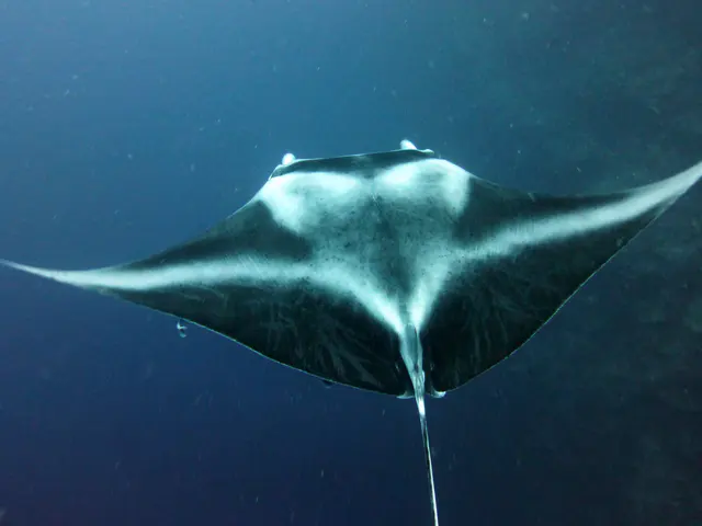Underwater photograph by Joel Bergsma