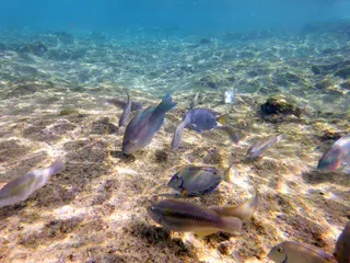 Underwater photograph by Joel Bergsma